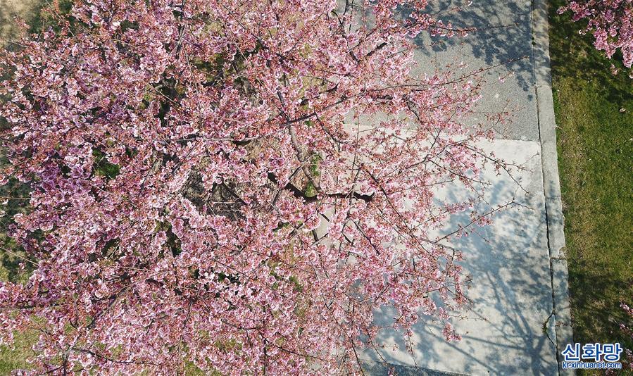 （环境）（9）上海：樱花绽放春意浓