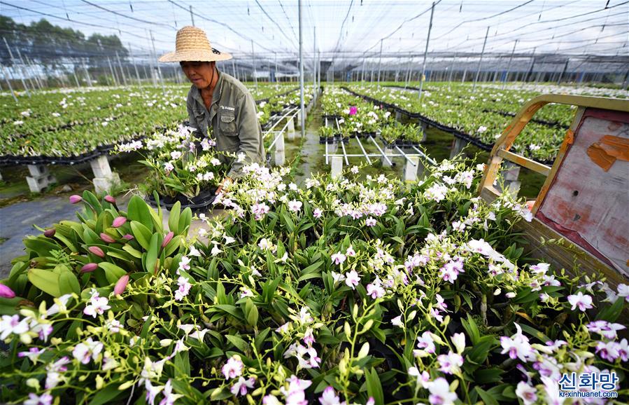 （经济）（5）海南东方：特色农产品基地劳作忙