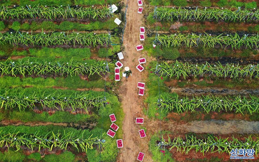 （经济）（2）海南东方：特色农产品基地劳作忙