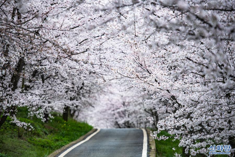 （環境）（1）櫻花盛開迎春至