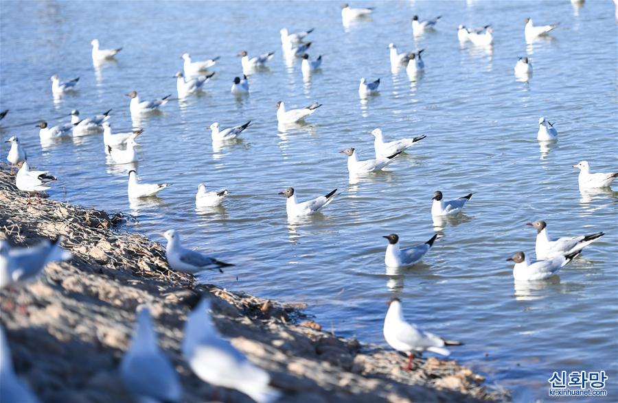 （環境）（1）烏海湖迎來大批紅嘴鷗