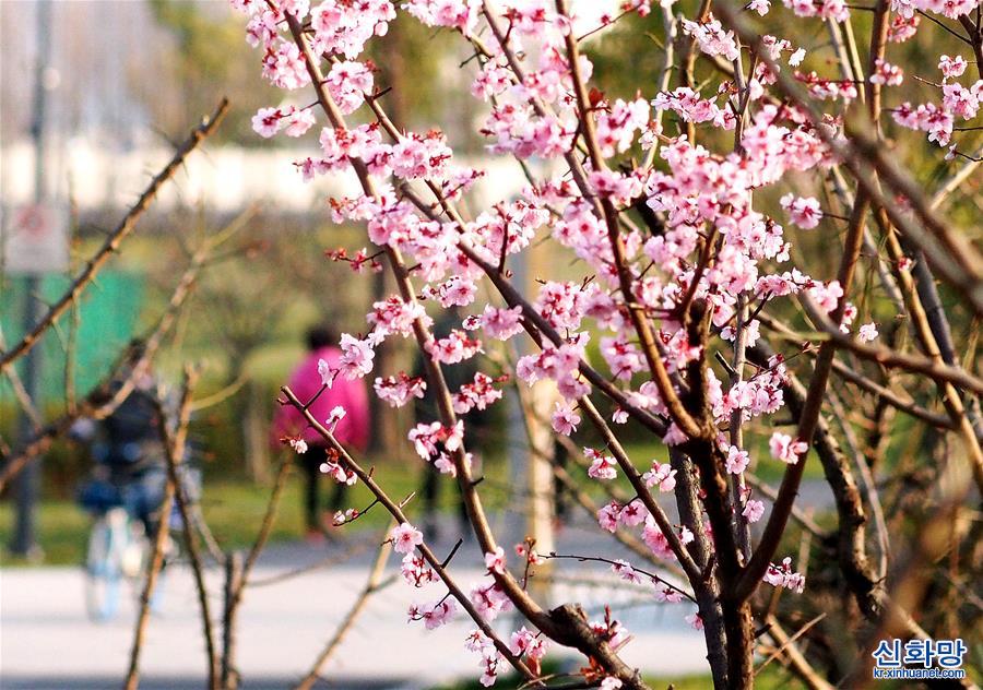 （环境）（6）上海：花开春意浓
