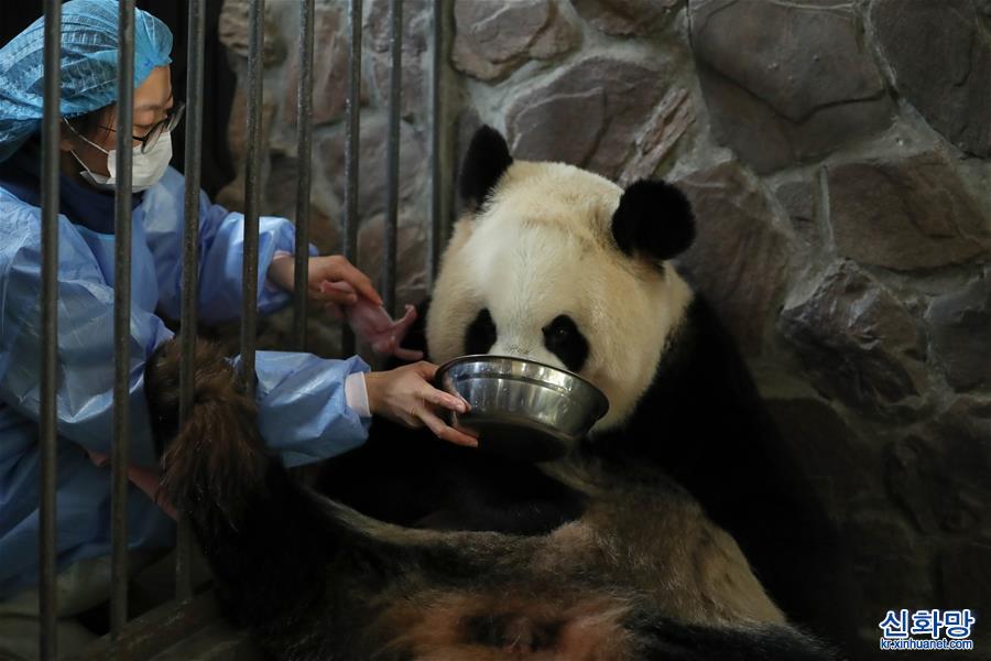 （环境）（5）2020年全球首对圈养大熊猫双胞胎在成都诞生