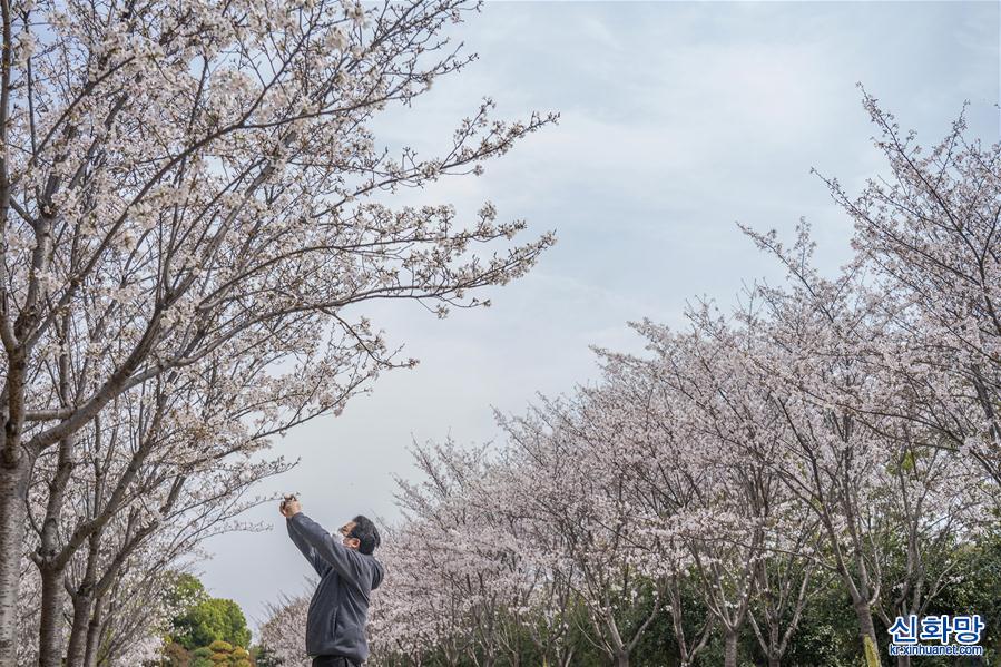 （聚焦疫情防控）（2）武漢：櫻花綻放春意濃