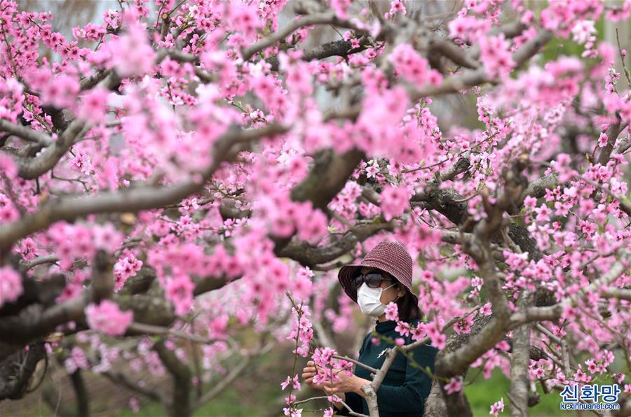 （美丽中国）（3）陕西西安：桃花灼灼斗春芳