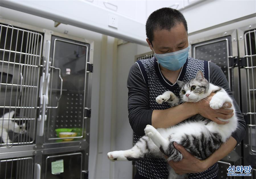 （聚焦疫情防控）（6）武汉：动物医院里的临时“奶爸”