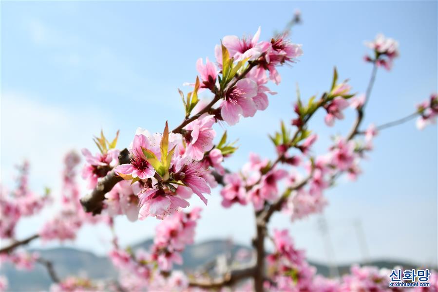 （春季美丽生态）（6）山东济南：万亩桃花笑春风