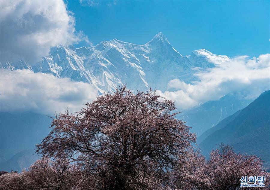 （春季美丽生态）（3）春到雅鲁藏布江大峡谷