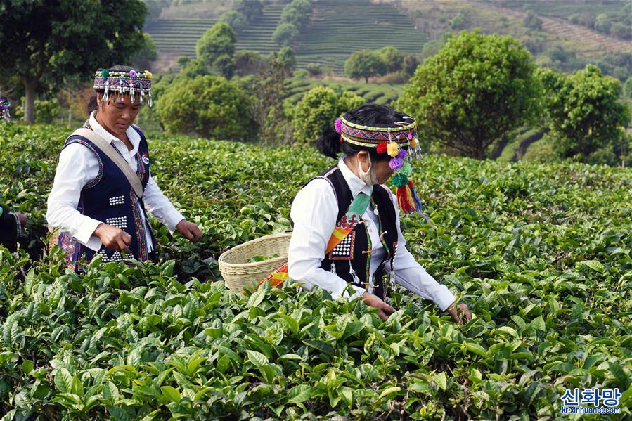 （经济）（3）云南宁洱：茶产业助农脱贫增收