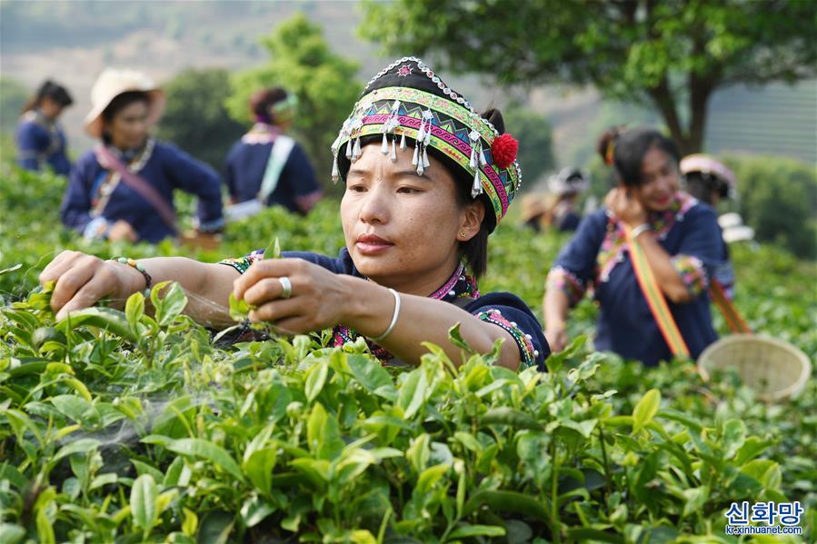 （经济）（6）云南宁洱：茶产业助农脱贫增收