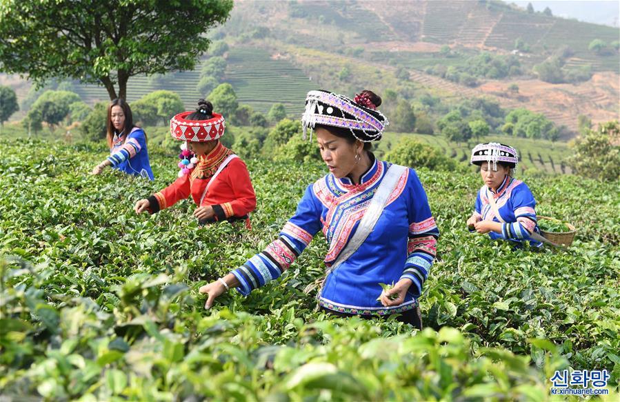 （经济）（2）云南宁洱：茶产业助农脱贫增收
