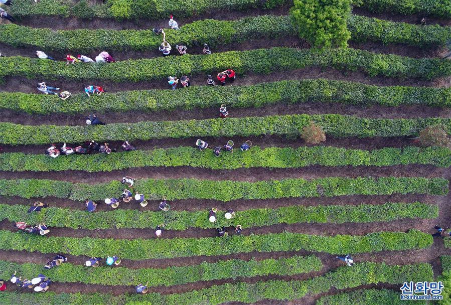 （经济）（5）云南宁洱：茶产业助农脱贫增收