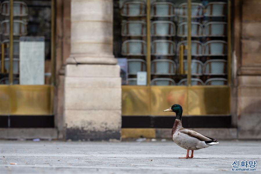 （国际疫情·XHDW）（1）空城巴黎:小鸟上街 鸭子当道