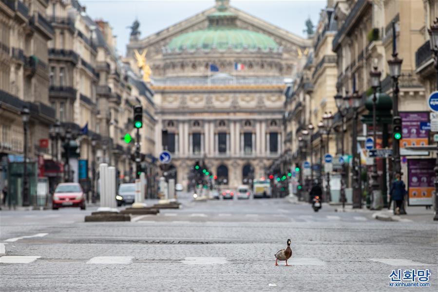 （國際疫情·XHDW）（3）空城巴黎:小鳥上街 鴨子當道