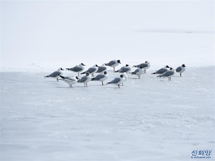 （环境）（1）雪后青海湖