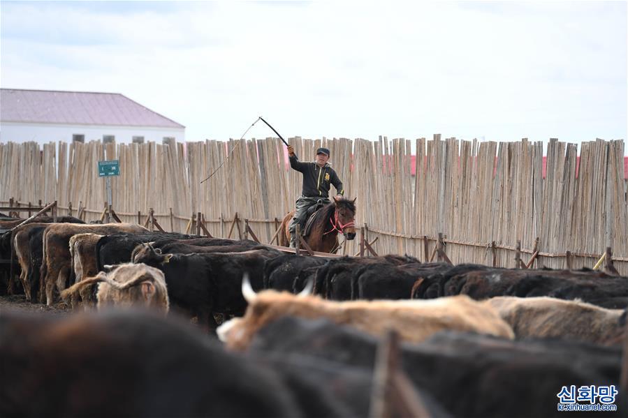 （社會）（5）新疆塔城：龍頭企業帶動農牧民鞏固脫貧攻堅成果