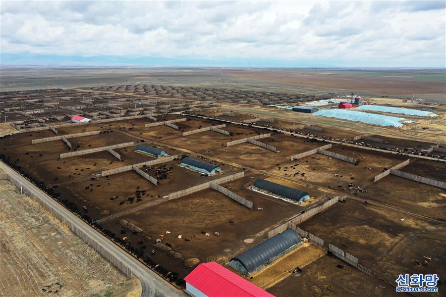 （社會）（4）新疆塔城：龍頭企業帶動農牧民鞏固脫貧攻堅成果