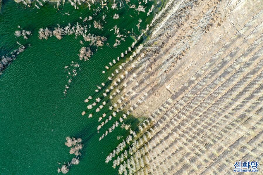 （环境）（1）新疆阿勒泰：戈壁滩上育树苗 中水回用助力绿化工程
