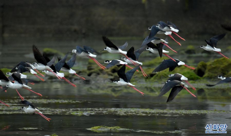 #（环境）（1）湖北恩施：近百只黑翅长脚鹬现身湿地公园