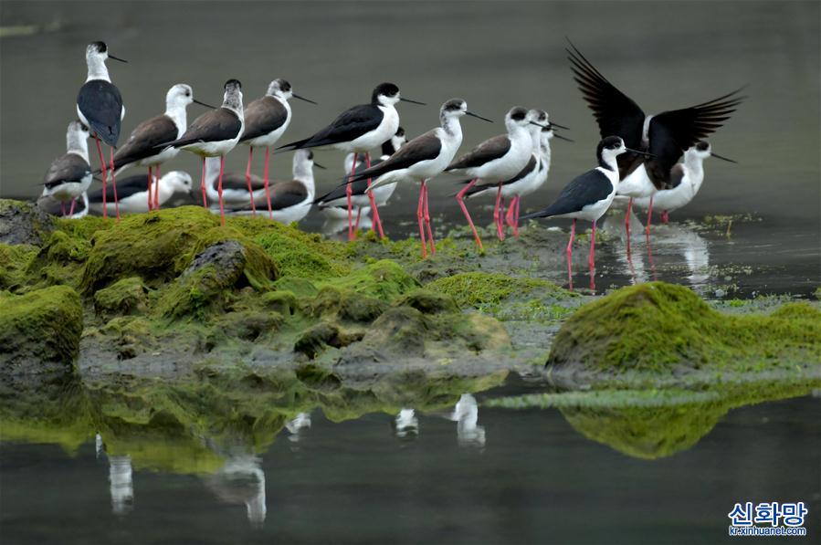#（环境）（2）湖北恩施：近百只黑翅长脚鹬现身湿地公园