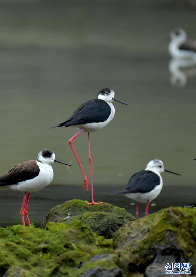 #（环境）（3）湖北恩施：近百只黑翅长脚鹬现身湿地公园