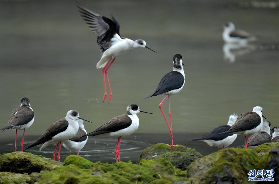 #（环境）（4）湖北恩施：近百只黑翅长脚鹬现身湿地公园