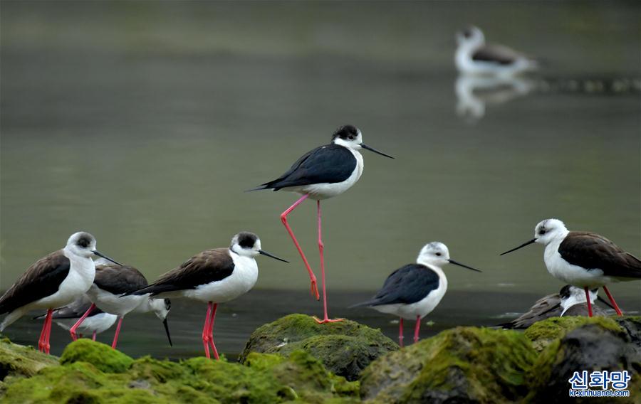 #（环境）（5）湖北恩施：近百只黑翅长脚鹬现身湿地公园