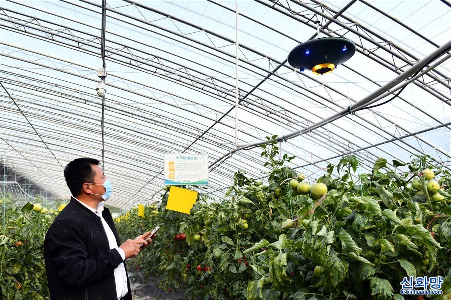 （社會）（1）“中國蔬菜之鄉”壽光實現大棚智能管理