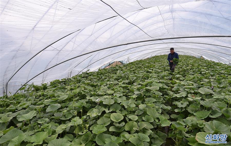 （经济）（2）吉林安图：山野菜经济富农家