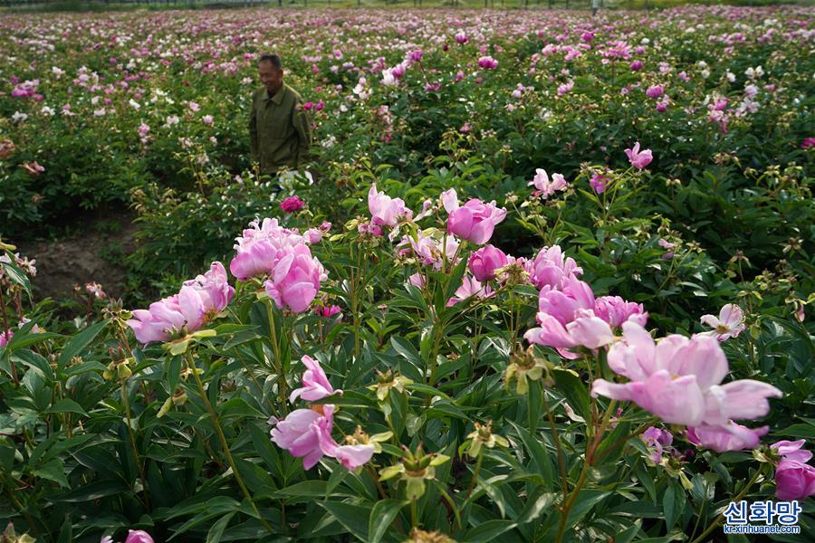 （经济）（5）江苏金湖：万亩农业示范带 添彩农民致富路
