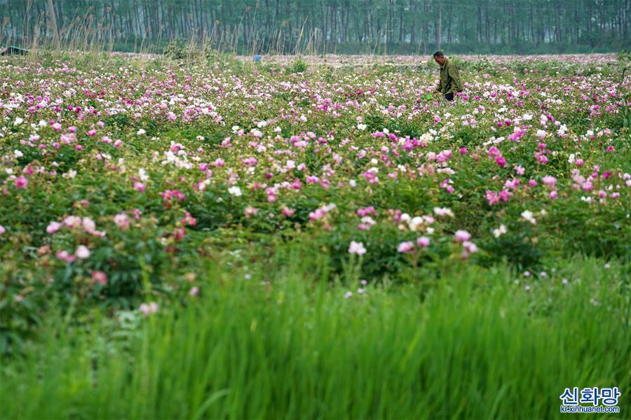（經濟）（4）江蘇金湖：萬畝農業示范帶 添彩農民致富路