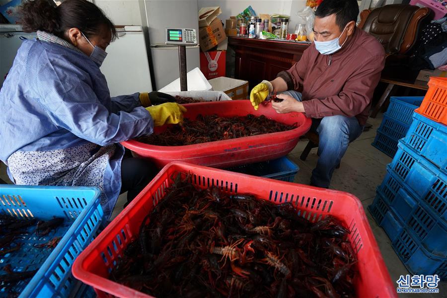 （經濟）（7）江蘇金湖：小龍蝦成熟季 紅了餐桌熱了經濟