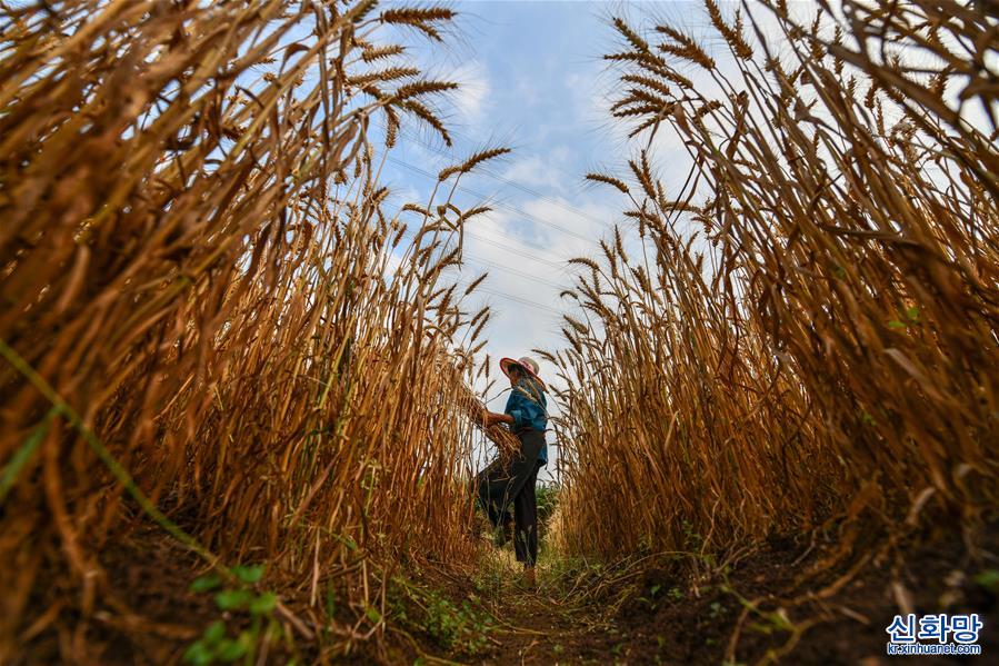 （經濟）（5）貴州思南：收獲冬小麥
