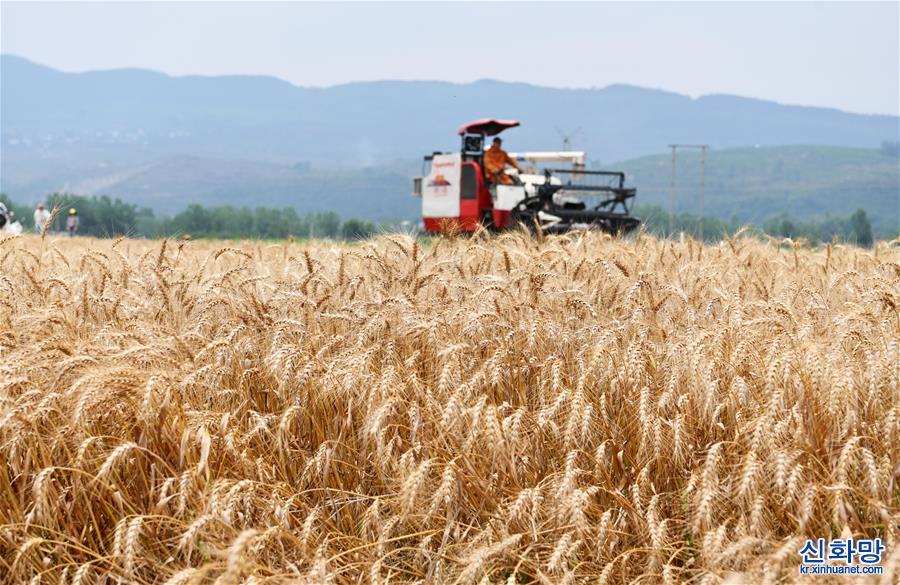 （经济）（4）贵州思南：收获冬小麦