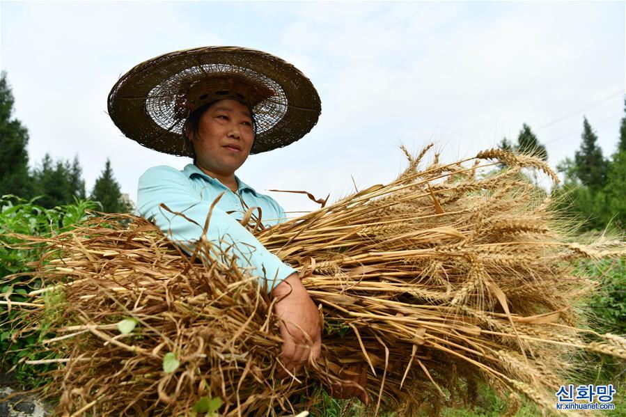 （經濟）（2）貴州思南：收獲冬小麥