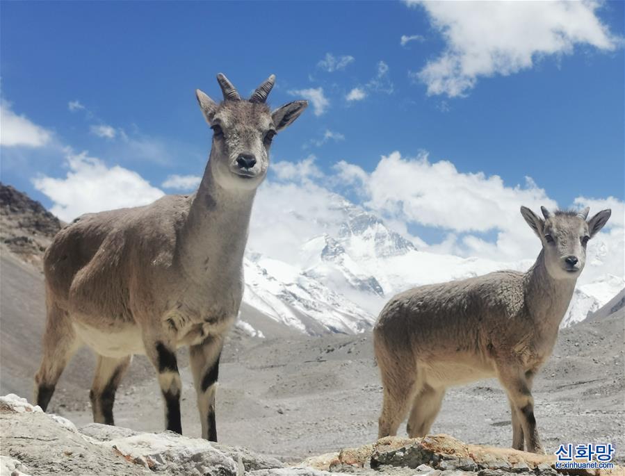 （2020珠峰高程测量）（2）珠峰自然保护区生物多样性得到有效保护