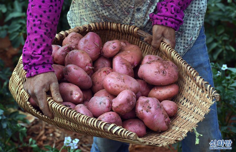 （經濟）（3）雲南尋甸：山地馬鈴薯種植助農增收