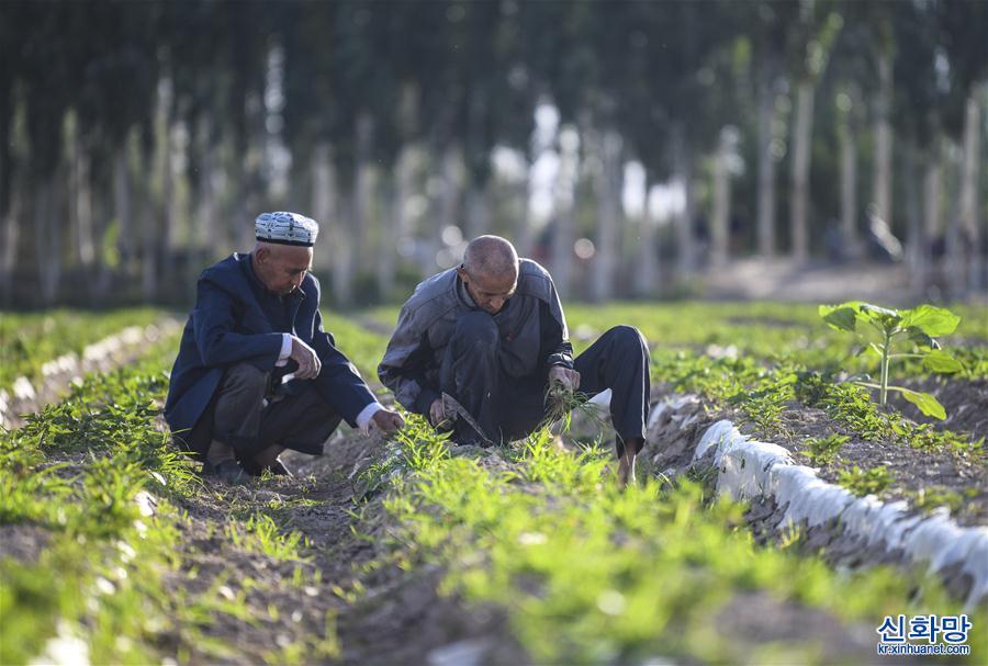 （社會）（2）新疆：夏日農忙正當時
