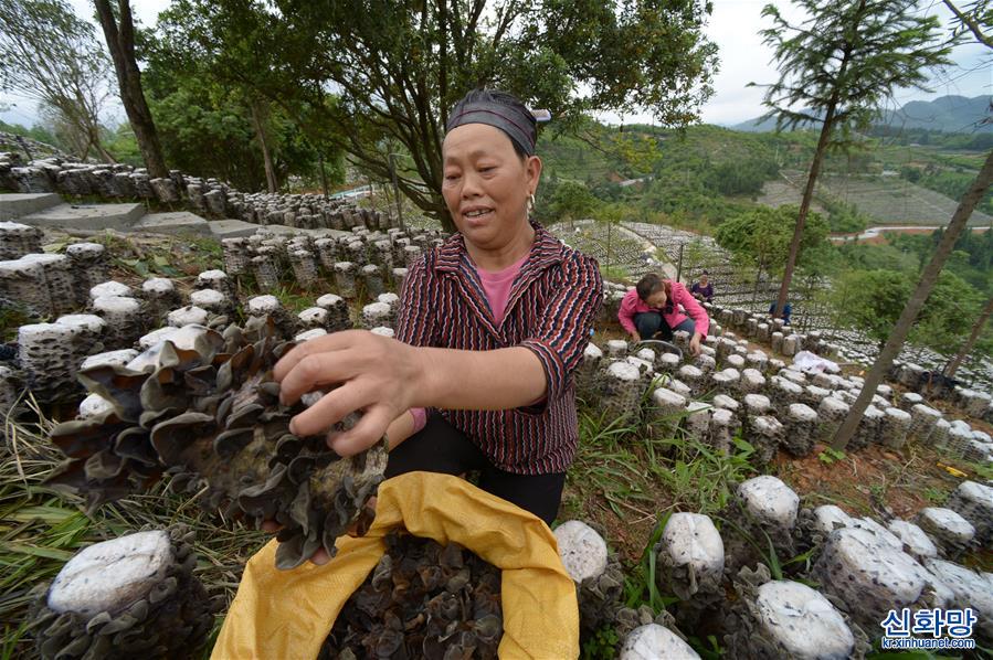 （经济）（2）贵州剑河：发展高效山地农业助农增收