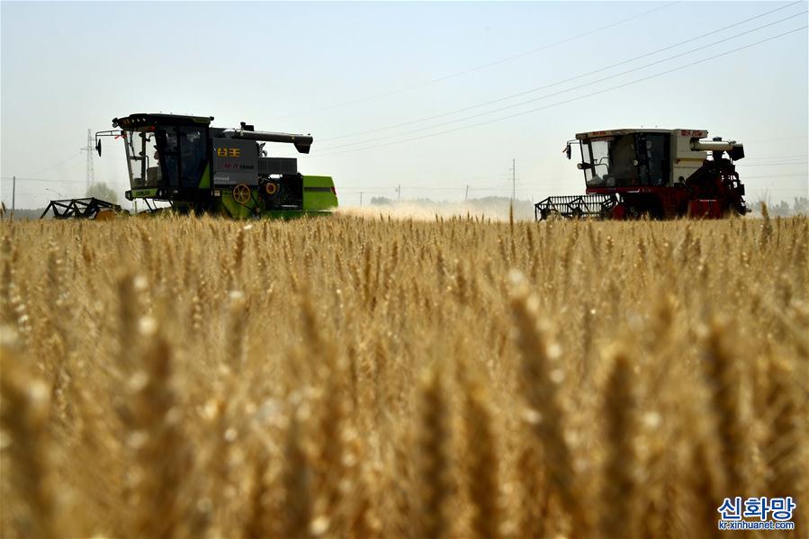 （经济）（2）我国第二大小麦主产区山东开镰收麦