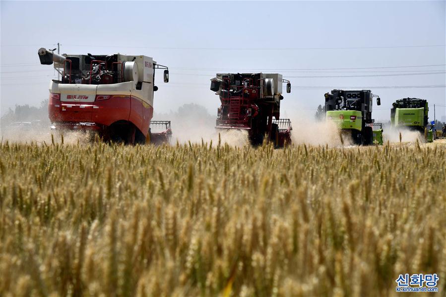 （经济）（3）我国第二大小麦主产区山东开镰收麦