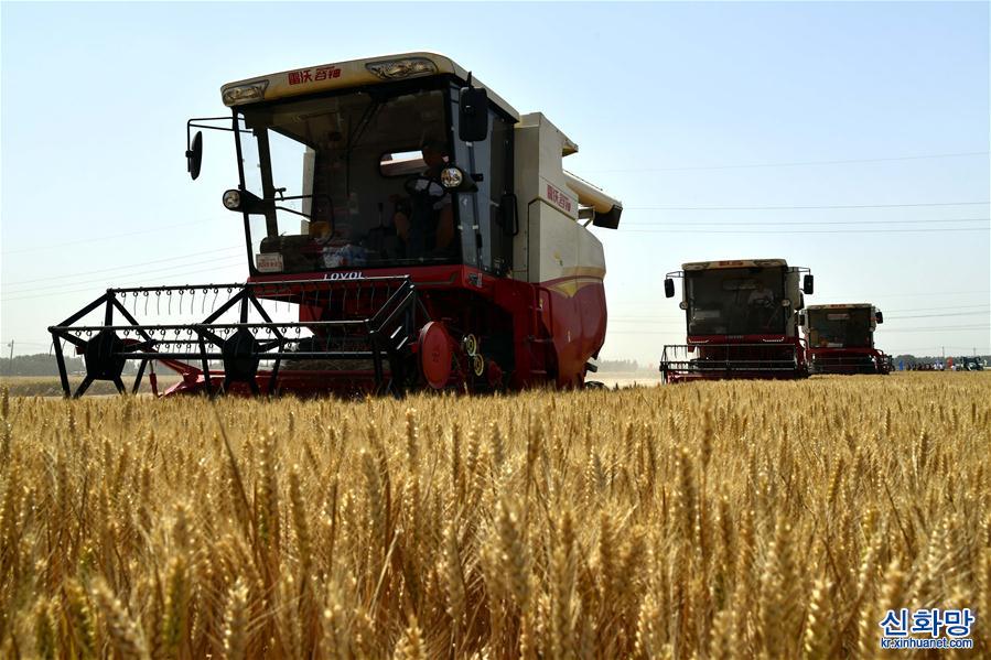 （经济）（5）我国第二大小麦主产区山东开镰收麦