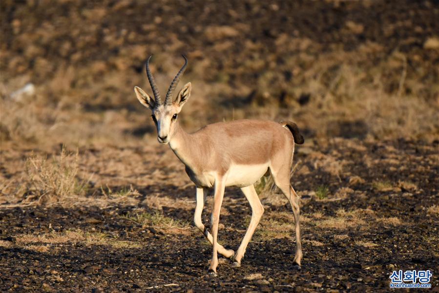 （美麗中國）（3）新疆卡拉麥裏山有蹄類野生動物自然保護區掠影