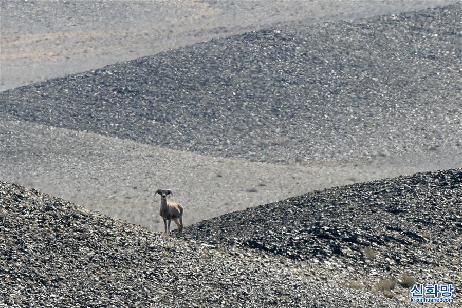 （美丽中国）（8）新疆卡拉麦里山有蹄类野生动物自然保护区掠影