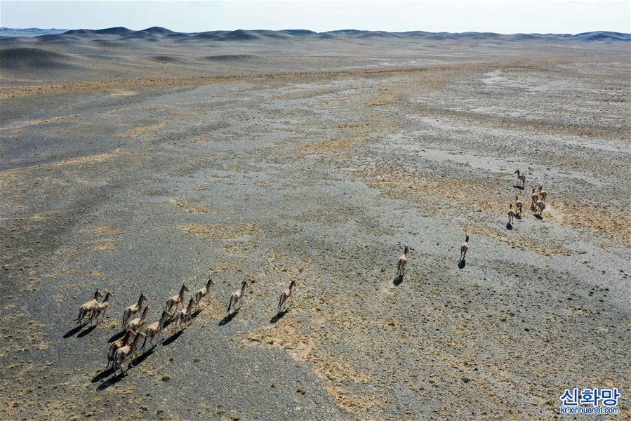 （美麗中國）（9）新疆卡拉麥裏山有蹄類野生動物自然保護區掠影