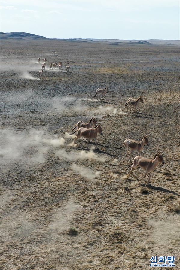 （美丽中国）（10）新疆卡拉麦里山有蹄类野生动物自然保护区掠影