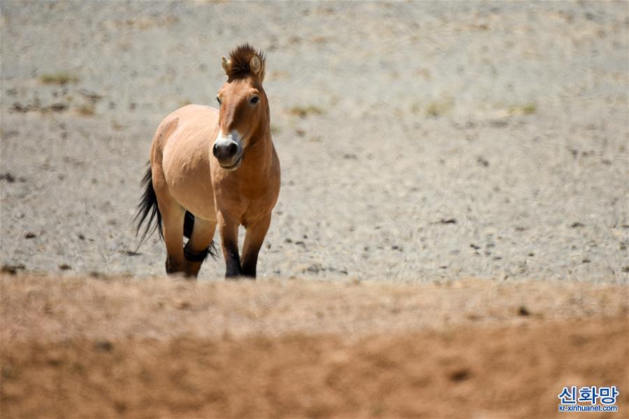 （美丽中国）（12）新疆卡拉麦里山有蹄类野生动物自然保护区掠影