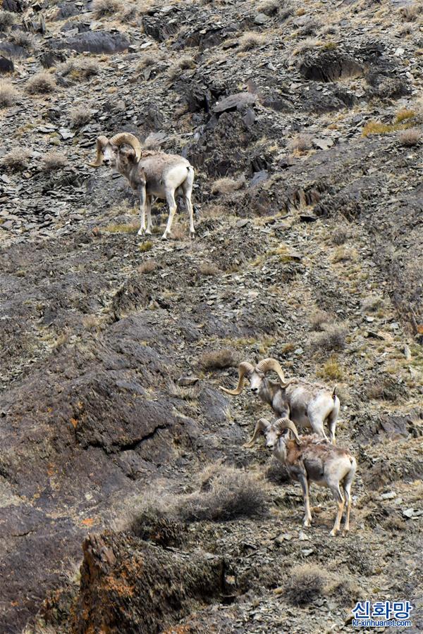（美丽中国）（14）新疆卡拉麦里山有蹄类野生动物自然保护区掠影