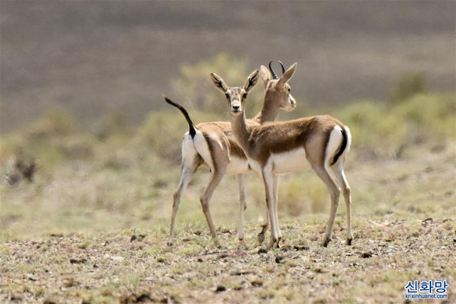 （美丽中国）（15）新疆卡拉麦里山有蹄类野生动物自然保护区掠影