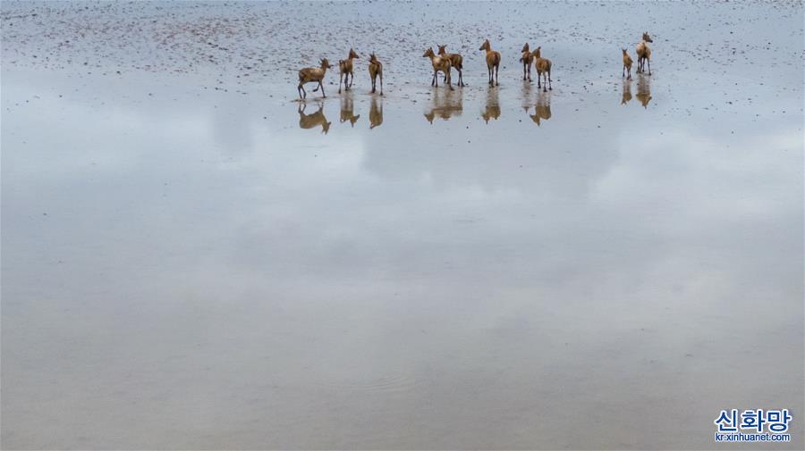 （环境）（1）江苏大丰麋鹿种群数达5681头